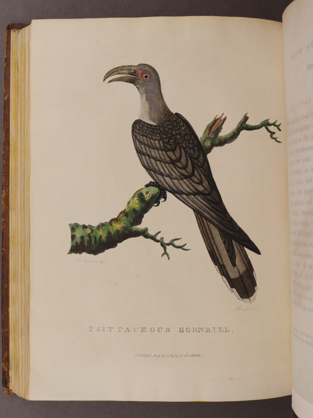 Plate 29